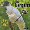D35edb parrot gangsta
